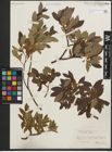 Foto von Salix phylicifolia L.